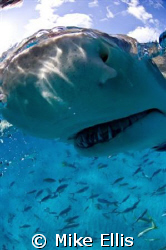 Bad Teeth.... Up Close and personal with a 7 foot lemon s... by Mike Ellis 